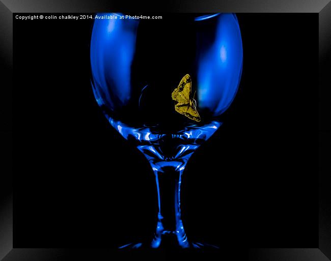  Moth on a Wineglass Framed Print by colin chalkley