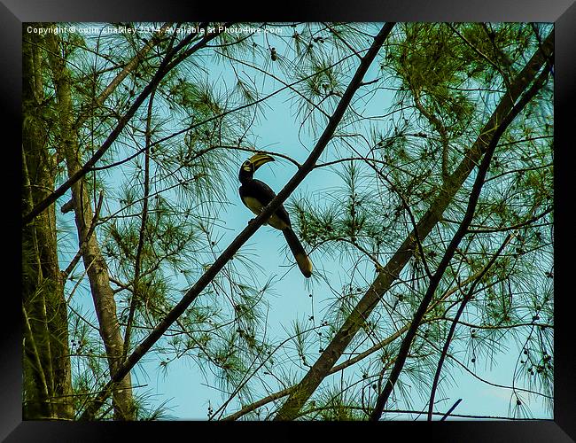  Toucan at twilight in Borneo Framed Print by colin chalkley