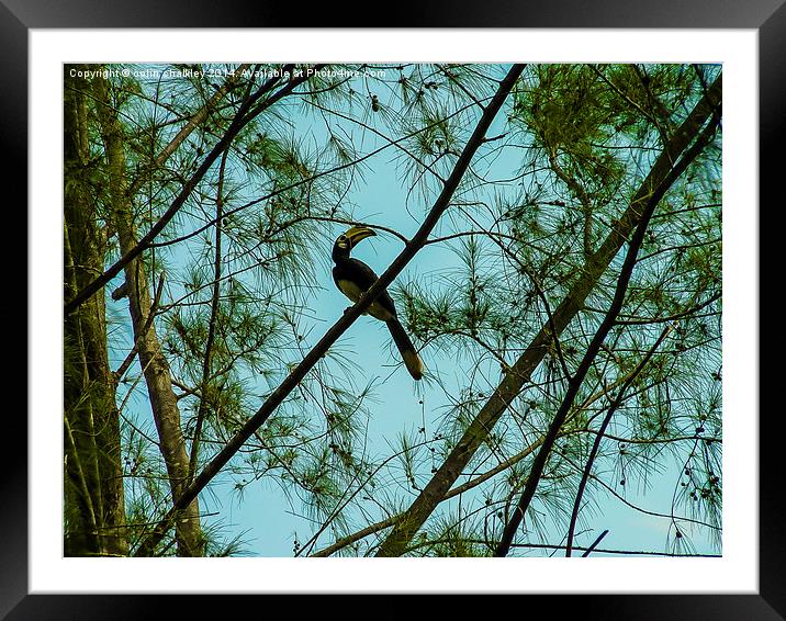  Toucan at twilight in Borneo Framed Mounted Print by colin chalkley