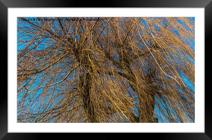  The tangled new growth of the Weeping Willow Framed Mounted Print by colin chalkley