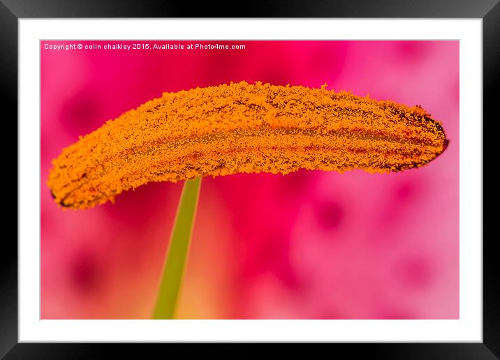 Asiatic Lily Stamen  Framed Mounted Print by colin chalkley