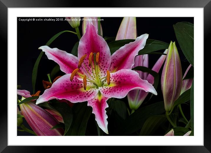 Asiatic Lily Flower Group Framed Mounted Print by colin chalkley