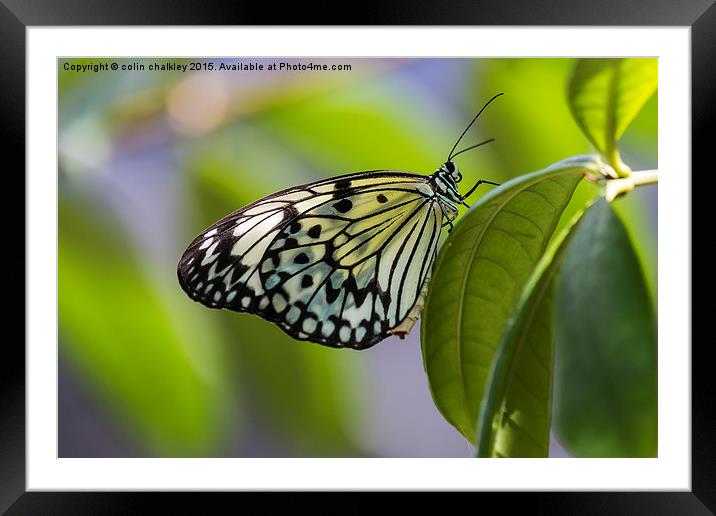  Paper Kite Butterfly Framed Mounted Print by colin chalkley