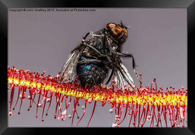  House Fly captured by a Cape Sundew Plant Framed Print by colin chalkley