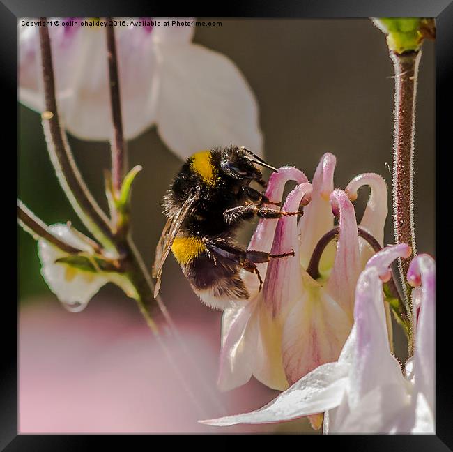  Bee on an Aquilegia Flower Framed Print by colin chalkley