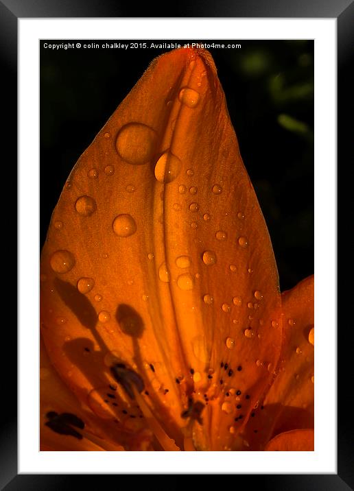  Raindrops and Shadows Framed Mounted Print by colin chalkley