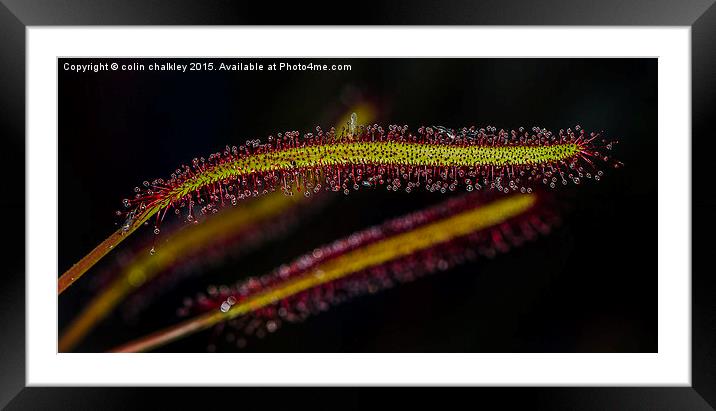 Cape Sundew Leaf Framed Mounted Print by colin chalkley