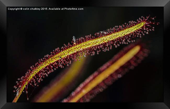  Cape Sundew Leaf Framed Print by colin chalkley