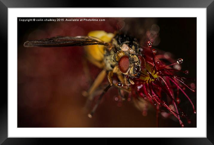  Fly captured by a Cape Sundew Plant Framed Mounted Print by colin chalkley