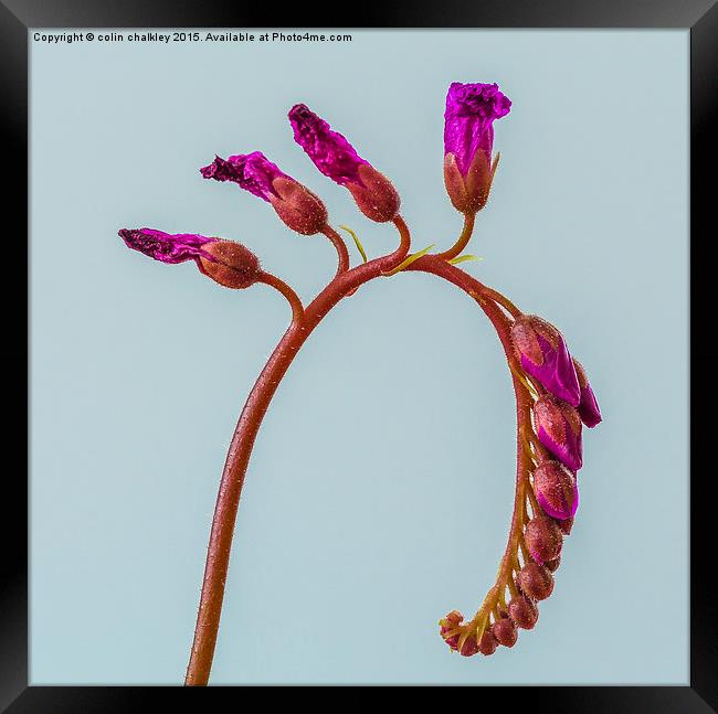 Cape Sundew Flowers Framed Print by colin chalkley