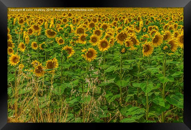  Sunflowers and Grasses Framed Print by colin chalkley