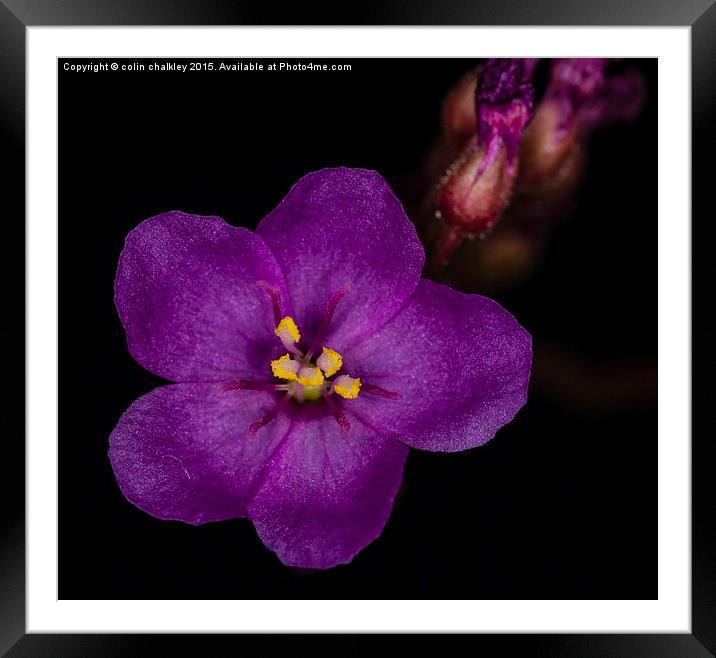 Cape Sundew Flower - Macro Framed Mounted Print by colin chalkley