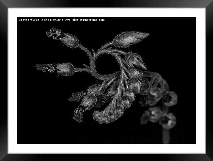 Cape Sundew Flower Buds Framed Mounted Print by colin chalkley