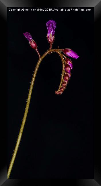  Cape Sundew Flowers and Buds Framed Print by colin chalkley