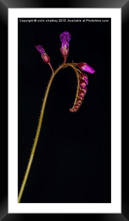  Cape Sundew Flowers and Buds Framed Mounted Print by colin chalkley