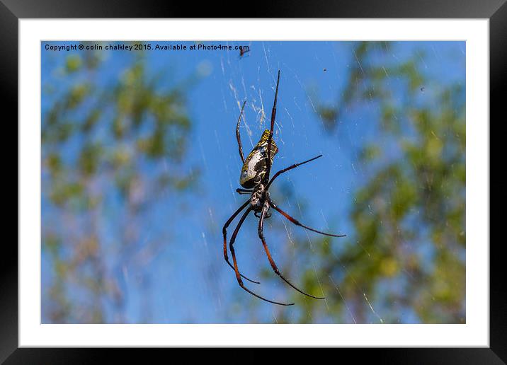  Female Golden Orb Spider Framed Mounted Print by colin chalkley