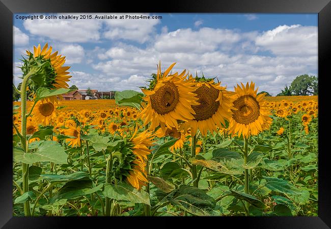  Boussac Sunflowers Framed Print by colin chalkley