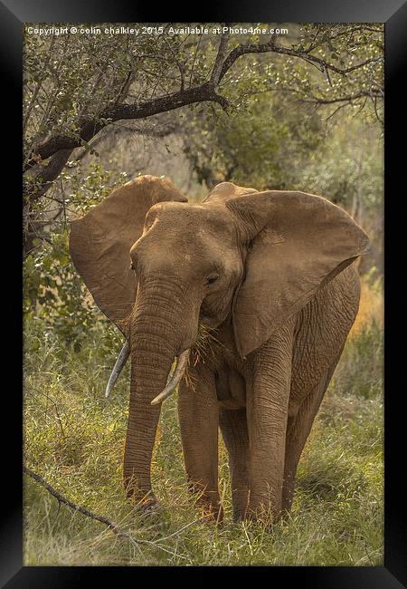  African Elephant Framed Print by colin chalkley