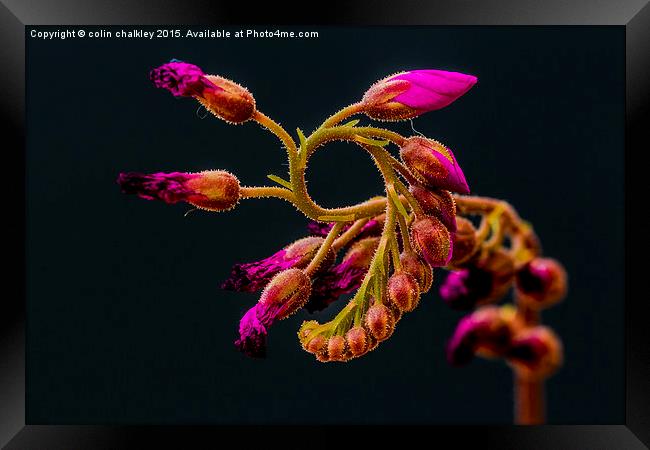  Cape Sundew Flower Buds Framed Print by colin chalkley