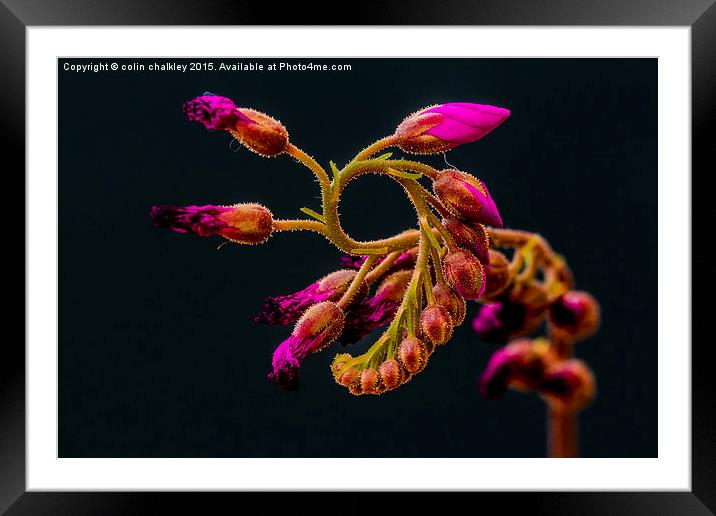  Cape Sundew Flower Buds Framed Mounted Print by colin chalkley