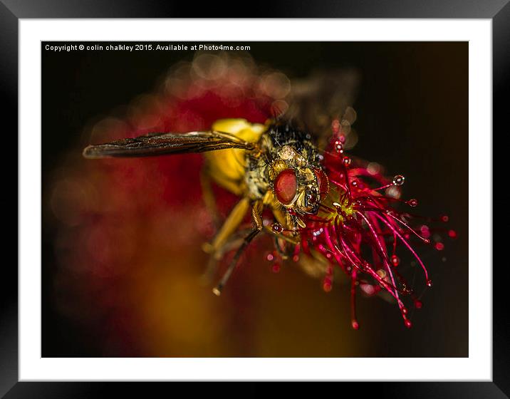   Fly captured by a Cape Sundew Plant Framed Mounted Print by colin chalkley