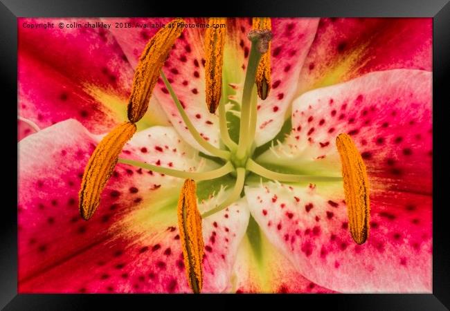 Asiatic Lily Stamen Framed Print by colin chalkley
