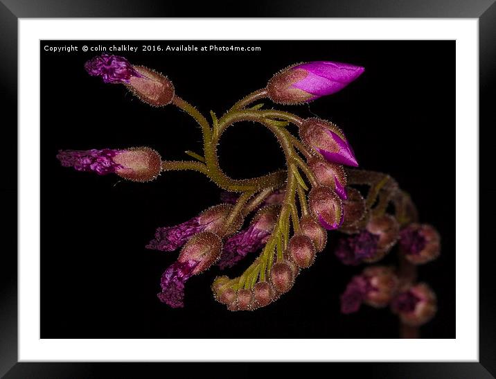  Cape Sundew - Flower Buds Framed Mounted Print by colin chalkley