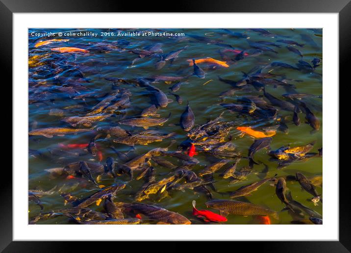 Fish in the Black Dragon Lake, Lijiang, China Framed Mounted Print by colin chalkley