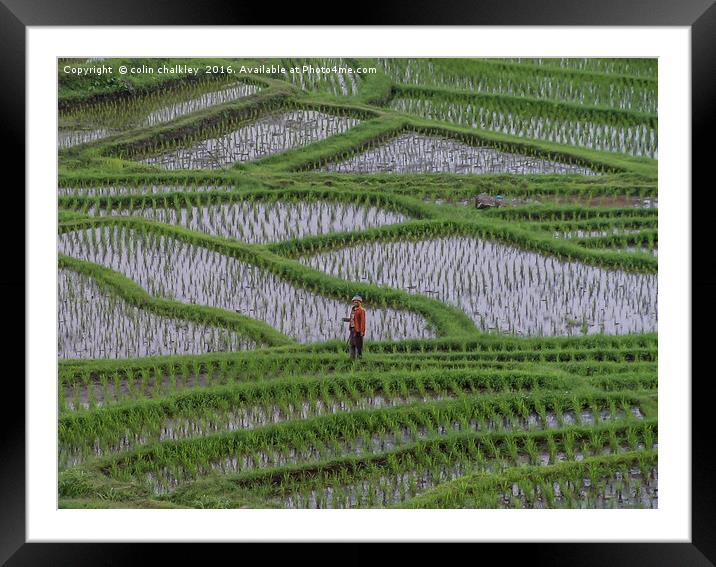Rice Terraces in Bali Framed Mounted Print by colin chalkley