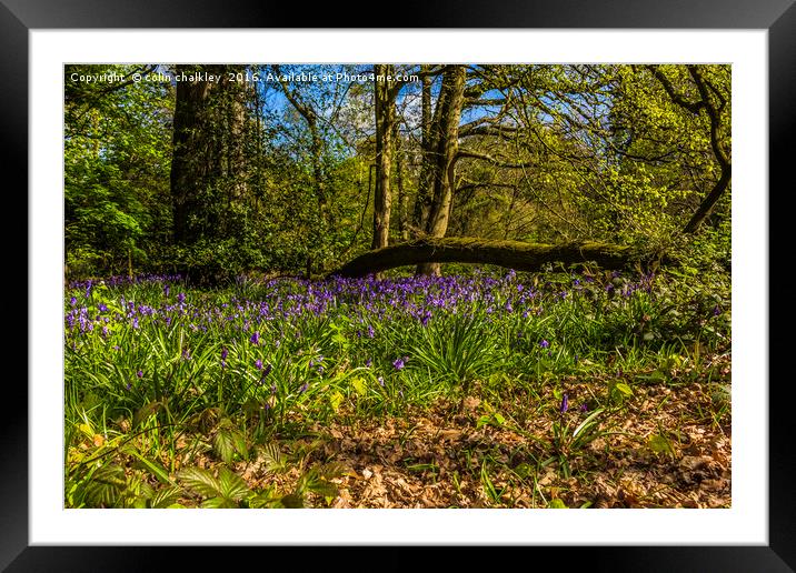 Ambarrow Woods - Yateley Framed Mounted Print by colin chalkley