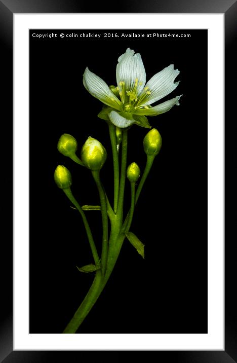 Flower of the Venus Fly Trap Framed Mounted Print by colin chalkley