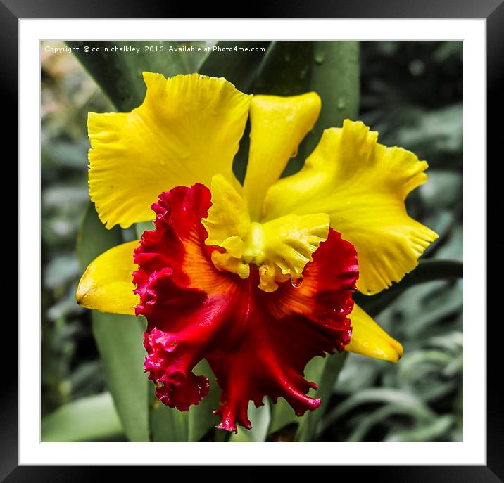 Yellow and Red Ochid Framed Mounted Print by colin chalkley