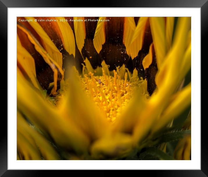 Gazania Flower Framed Mounted Print by colin chalkley