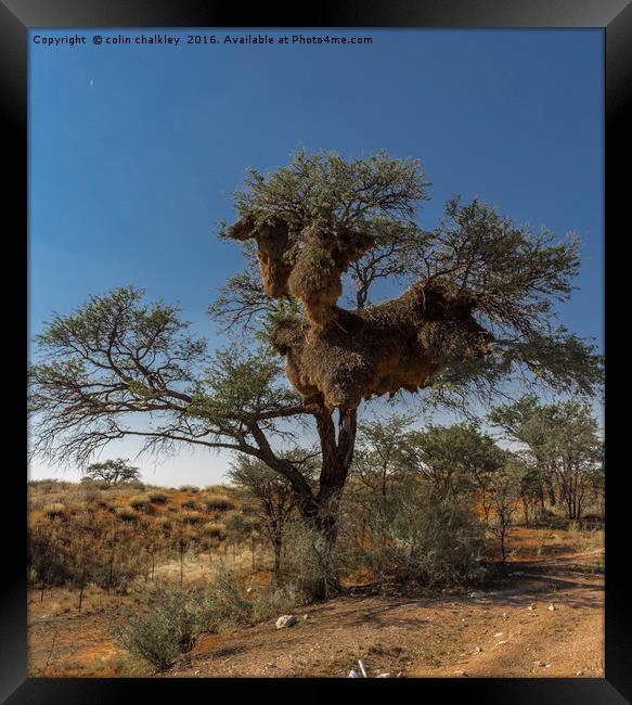 Sociable Weaver Bird Nest - Namibia Framed Print by colin chalkley