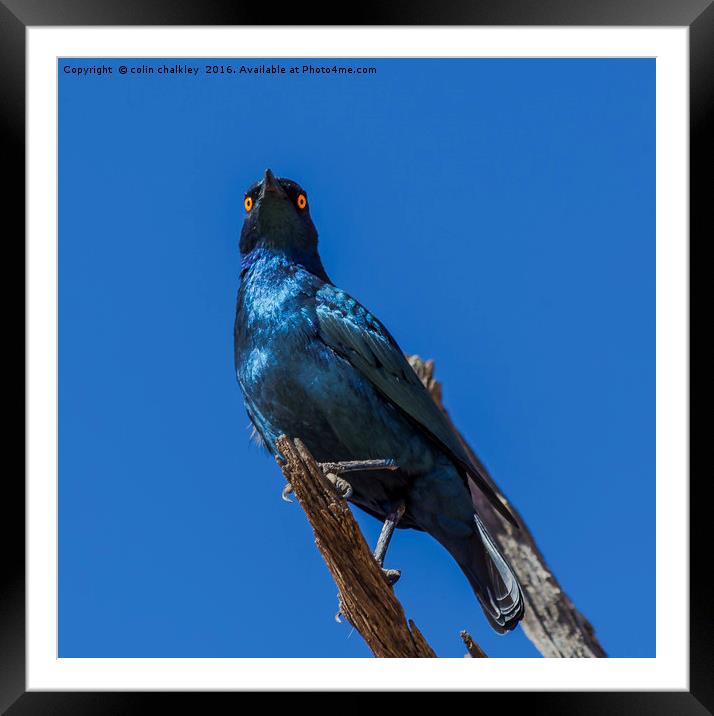Greater Blue-eared Glossy Starling Framed Mounted Print by colin chalkley