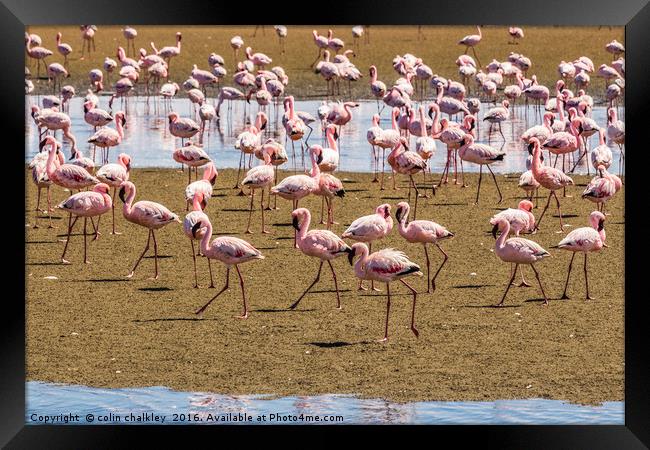 A Flamboyance of Flamingos Framed Print by colin chalkley