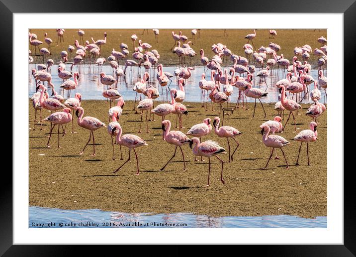 A Flamboyance of Flamingos Framed Mounted Print by colin chalkley