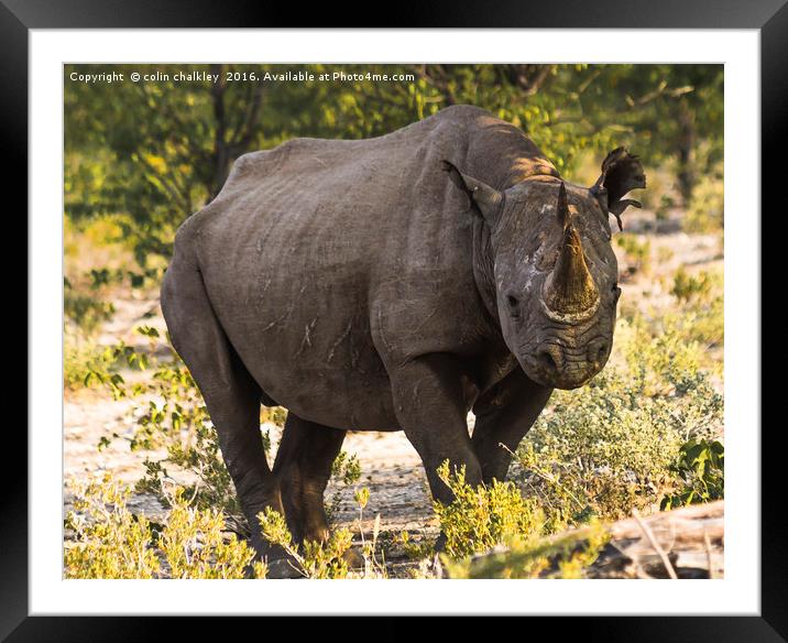 Namibian Black Rhinoceros  Framed Mounted Print by colin chalkley