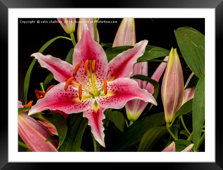 Asiatic Lily Framed Mounted Print by colin chalkley