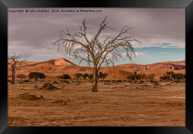Tree in the Namib Desert Framed Print by colin chalkley