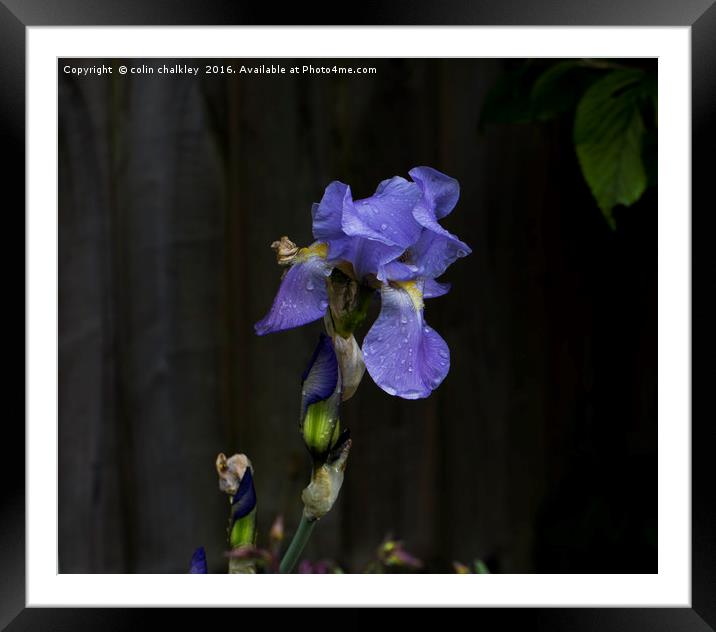 Iris in the Rain Framed Mounted Print by colin chalkley