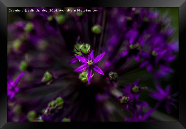 Essence of Allium Framed Print by colin chalkley