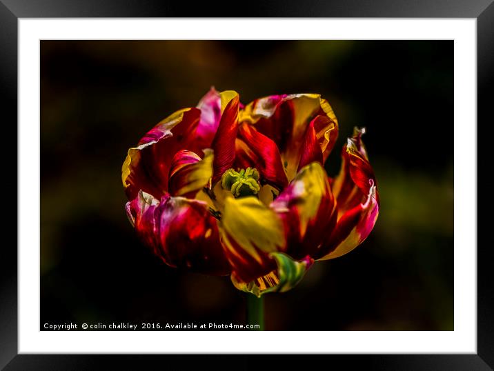 Variegated Tulip Framed Mounted Print by colin chalkley
