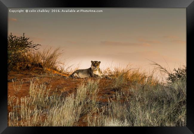 Lioness in the Last Rays of the Sun Framed Print by colin chalkley
