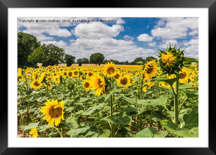  Sunflowers in Boussac Framed Mounted Print by colin chalkley
