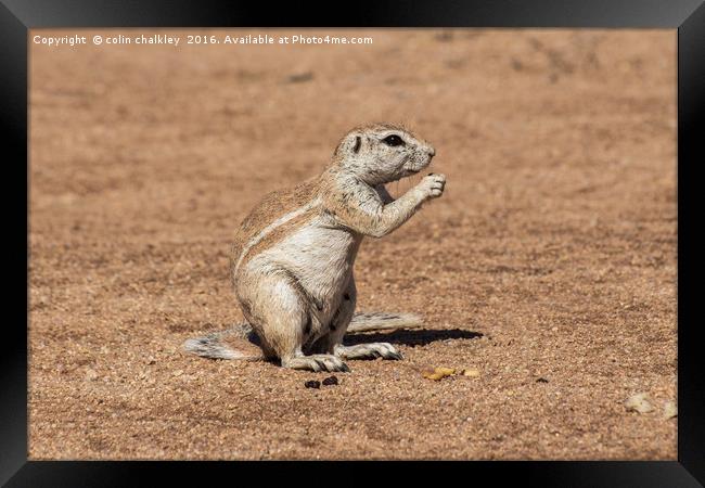 Namibian Ground Squirrel Framed Print by colin chalkley