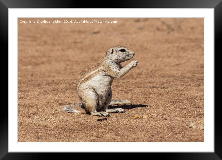 Namibian Ground Squirrel Framed Mounted Print by colin chalkley