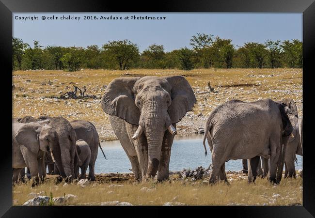 A Bull Elephant Protecting His Herd Framed Print by colin chalkley