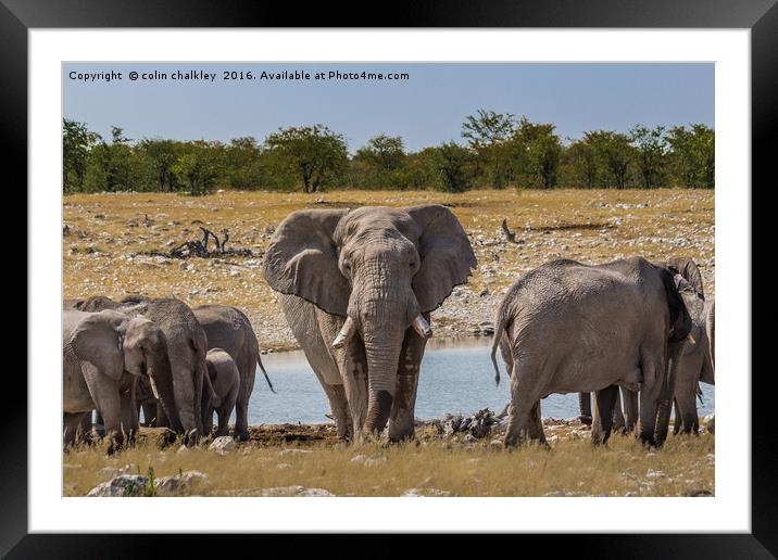 A Bull Elephant Protecting His Herd Framed Mounted Print by colin chalkley