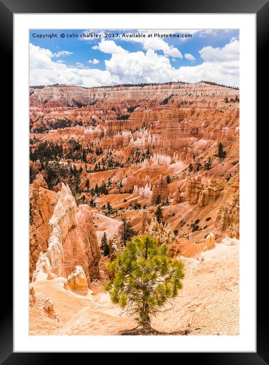 Enchanted Bryce Canyon Hoodoos Framed Mounted Print by colin chalkley